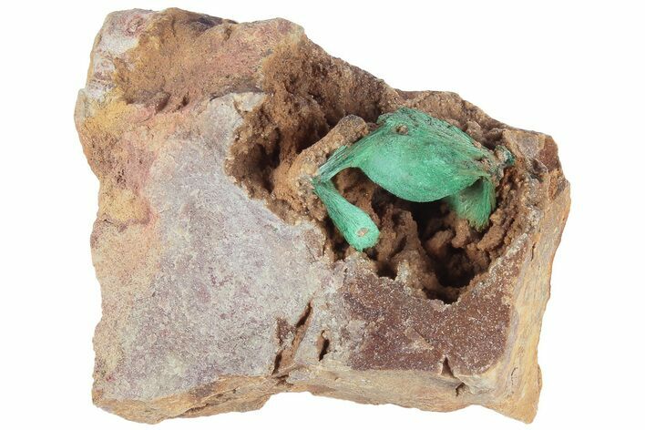 Fibrous Green Malachite Crystals on Matrix - Morocco #184048